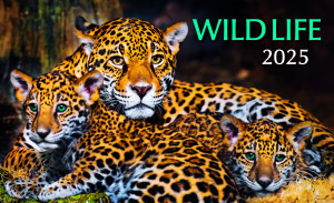 Stolový kalendár Wild life 2025 - Reklamnepredmety